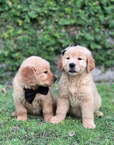 Filhotes de Golden Retriever - PB - Foto 5