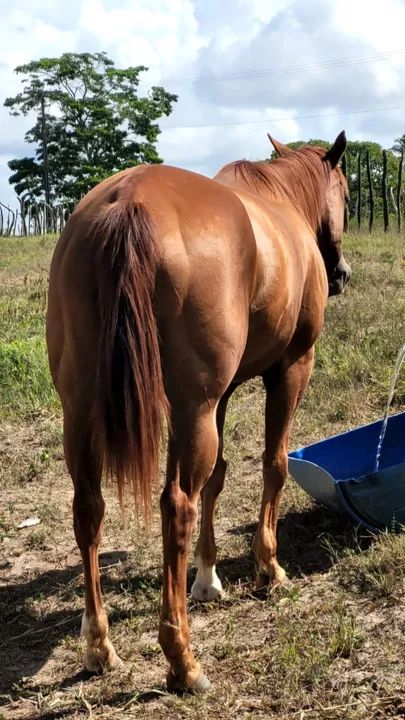 ÉGUA QUARTO DE MILHA PURA COM DOCUMENTO MEIO SANGUE - Foto 4