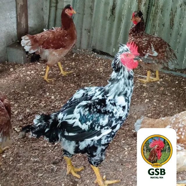 Promoção! Galinha GSB Sertaneja Balão - Pintos e ovos a venda - Foto 5