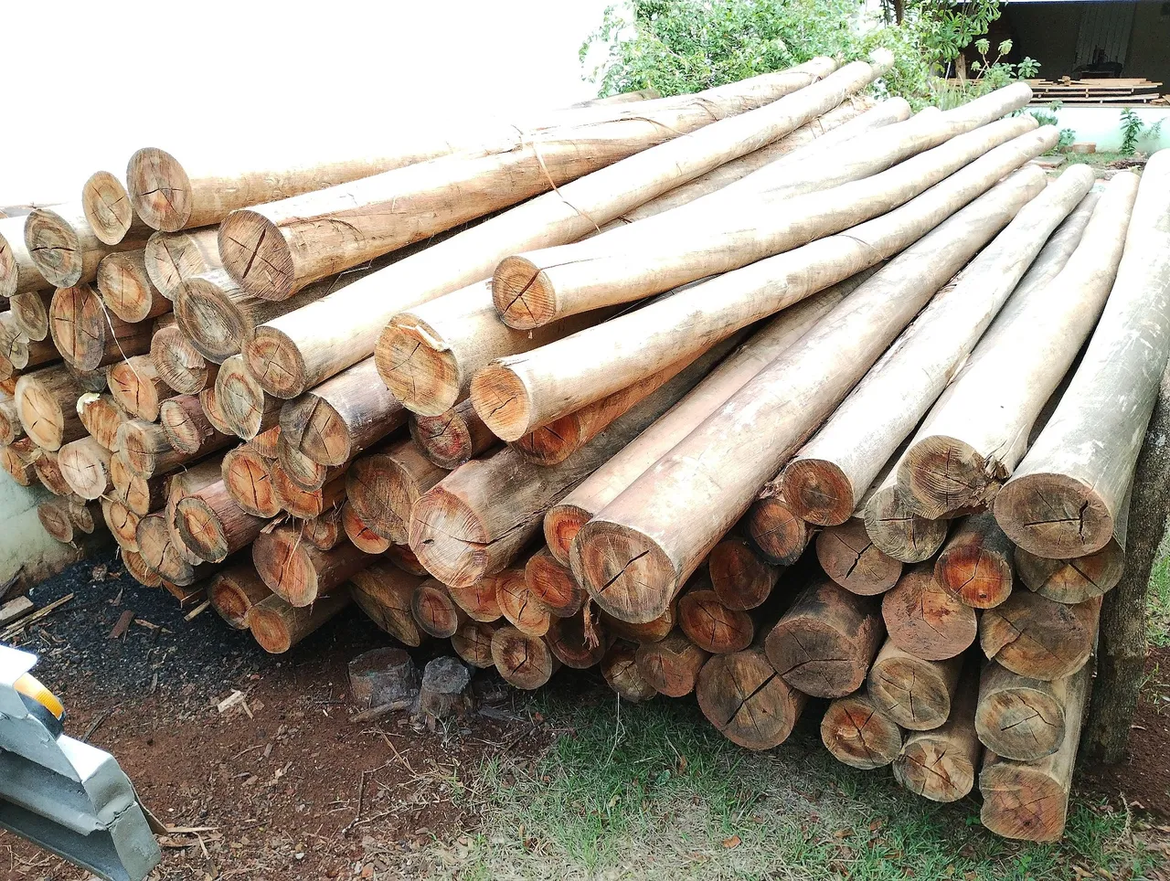 Postes de eucalipto