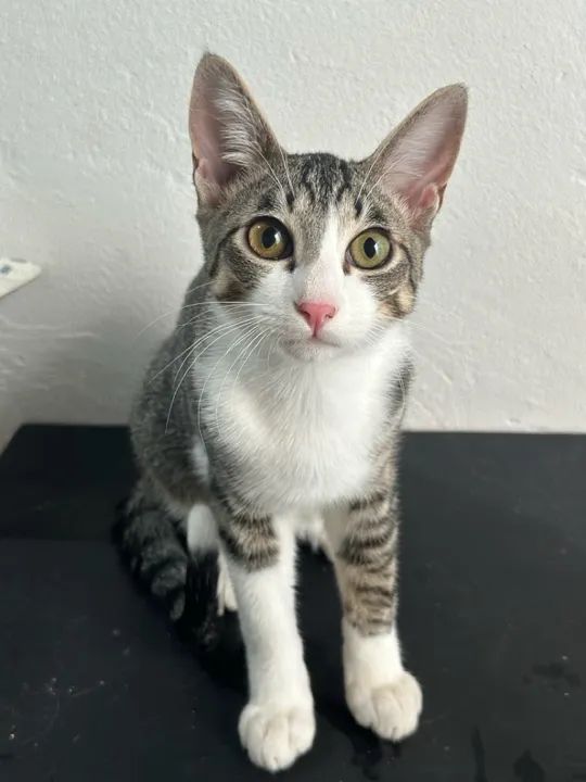 Gatinho lindo disponível para adoção! - Foto 2