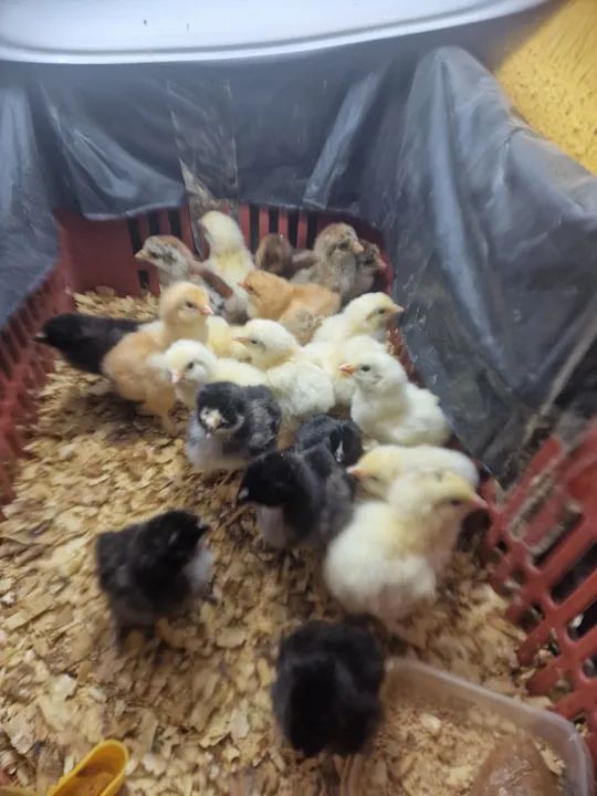 PINTOS RACA BRAHMA DE 5 DIAS 10,00