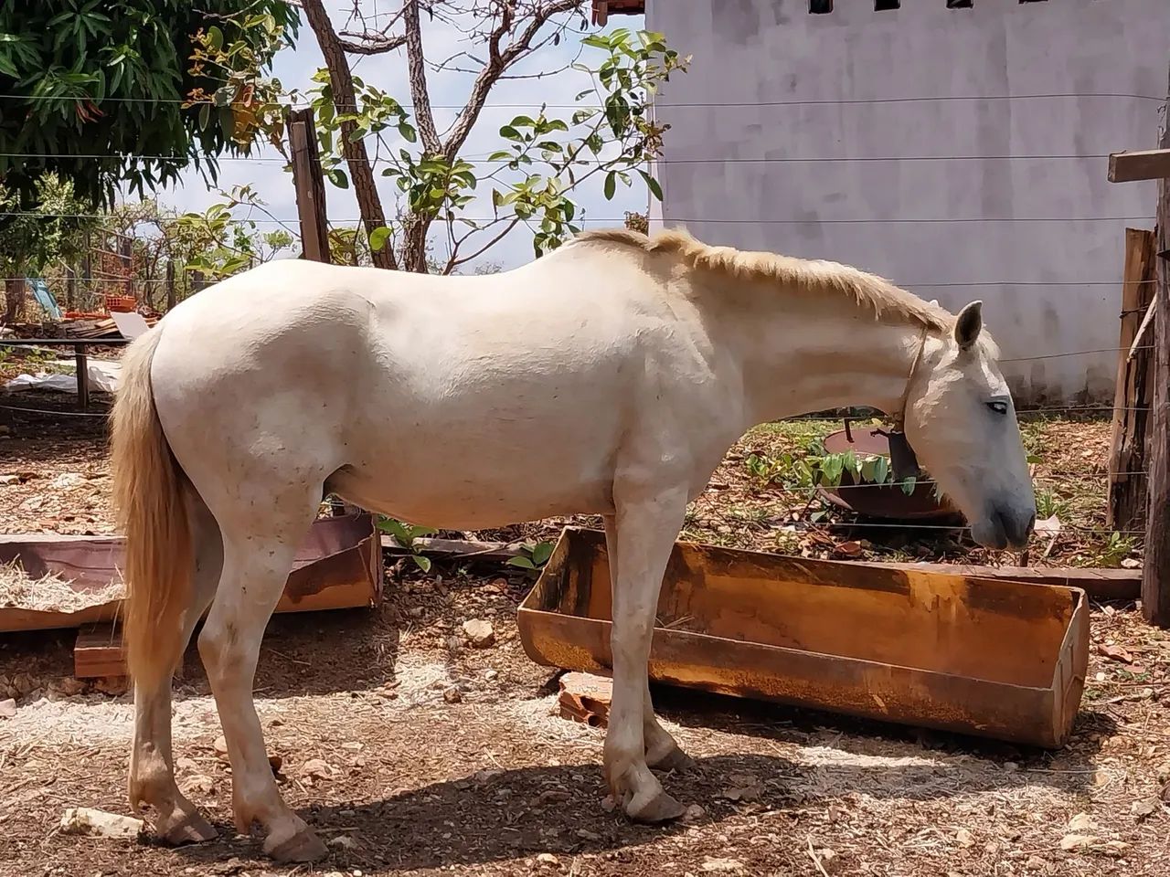 Cavalo Mangalarga  - Foto 2