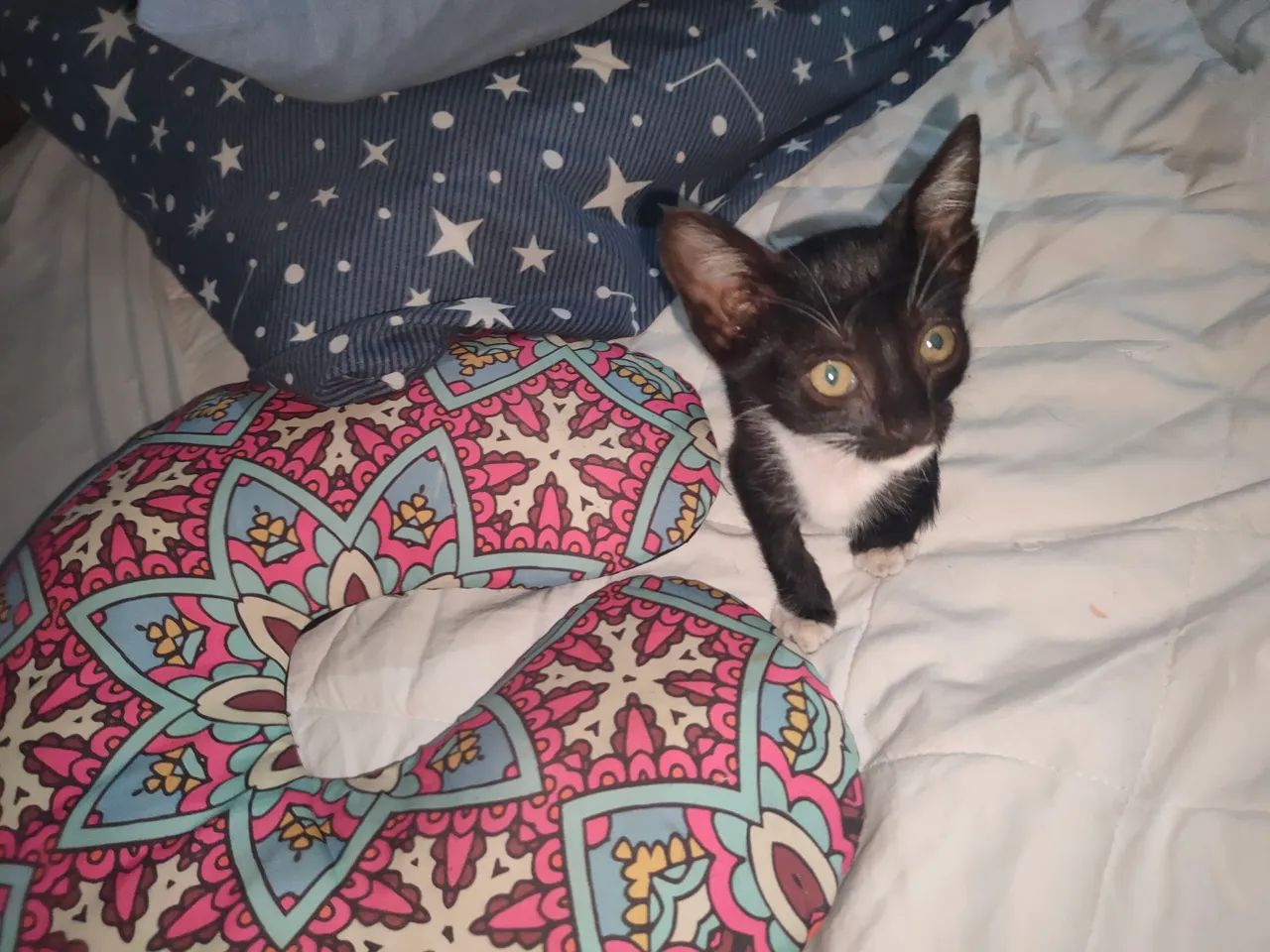 Adoção, doação  - Foto 3