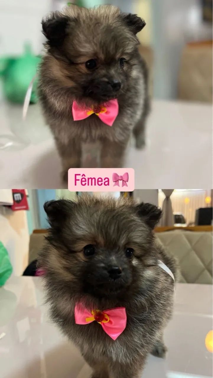 Filhotes de Spitz Alemão - Disponíveis! - Foto 4
