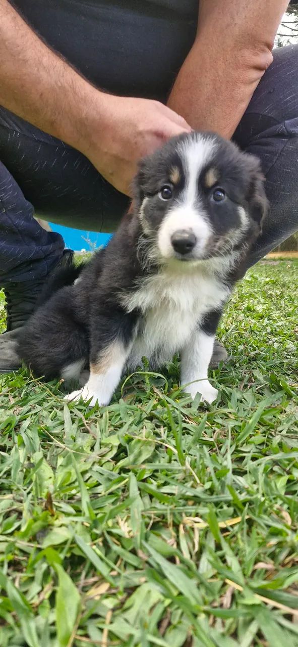 Filhotes de Border Collie - Foto 3