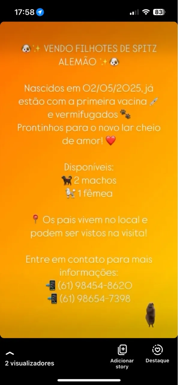 Filhotes de Spitz Alemão - Disponíveis!