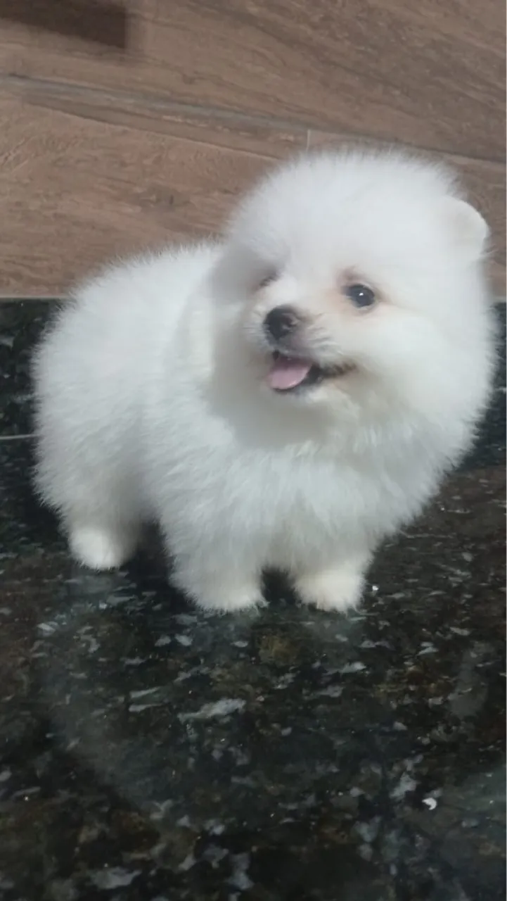 Filhote de Spitz Alemão - Pelúcia de 4 Patas