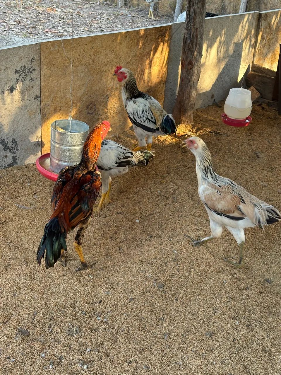 Galinha caipira tratada  - Foto 2