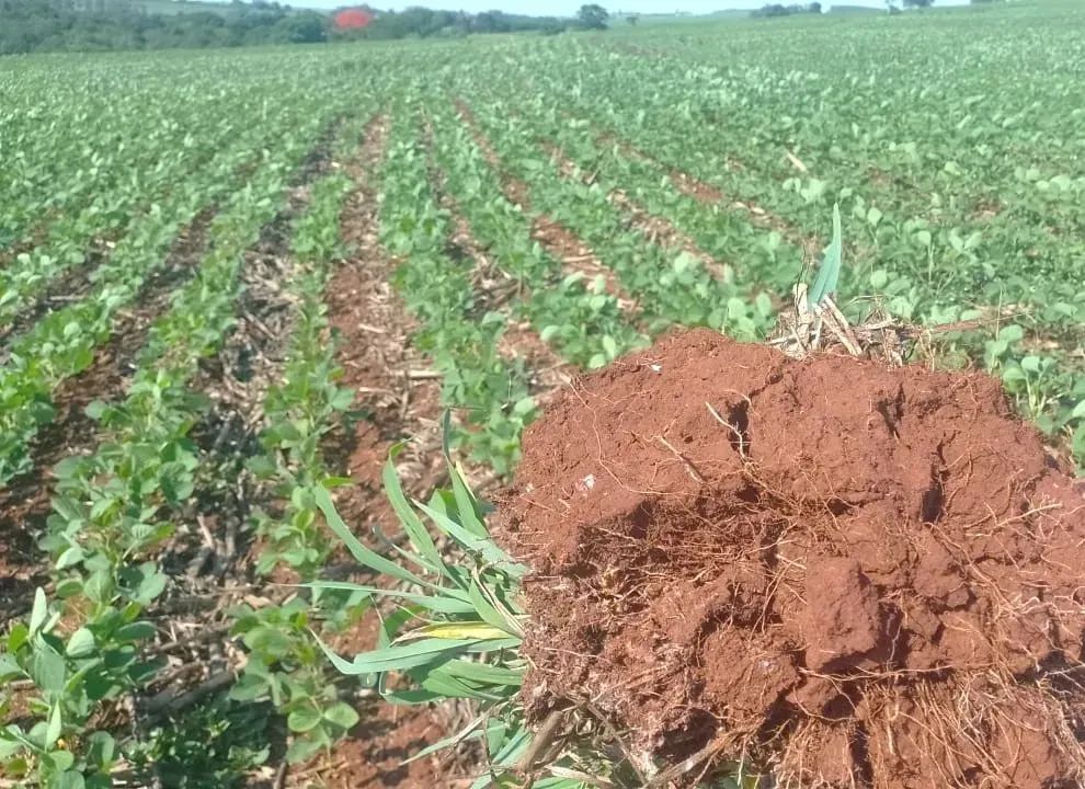 Área Rural 10 Alqueires - Campo Mourão - Paraná - Foto 4