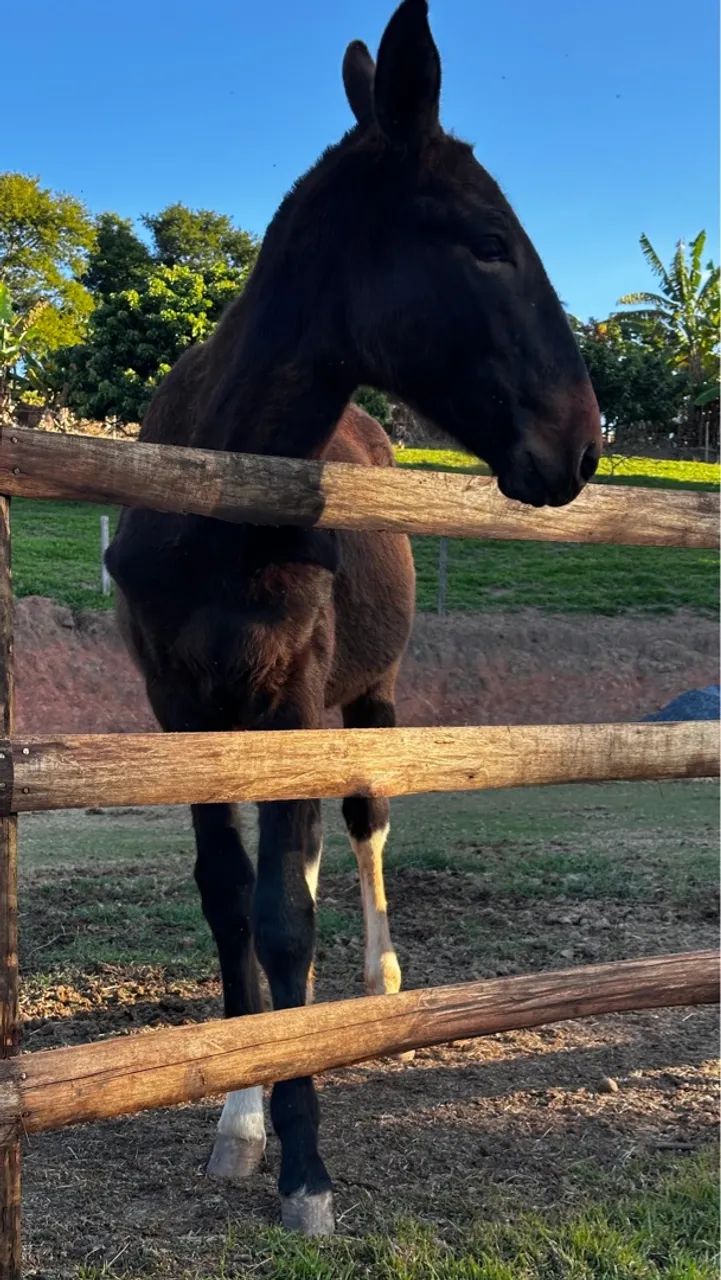 Burro de patrão manso para venda  - Foto 5