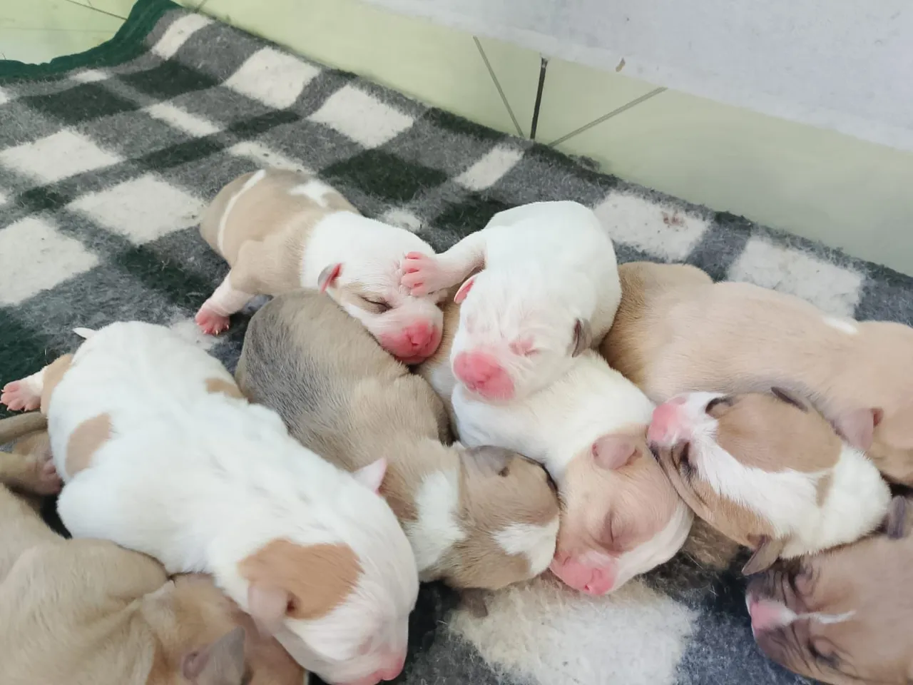 Filhotes de Pitbull à Venda - Lindos e Saudáveis!