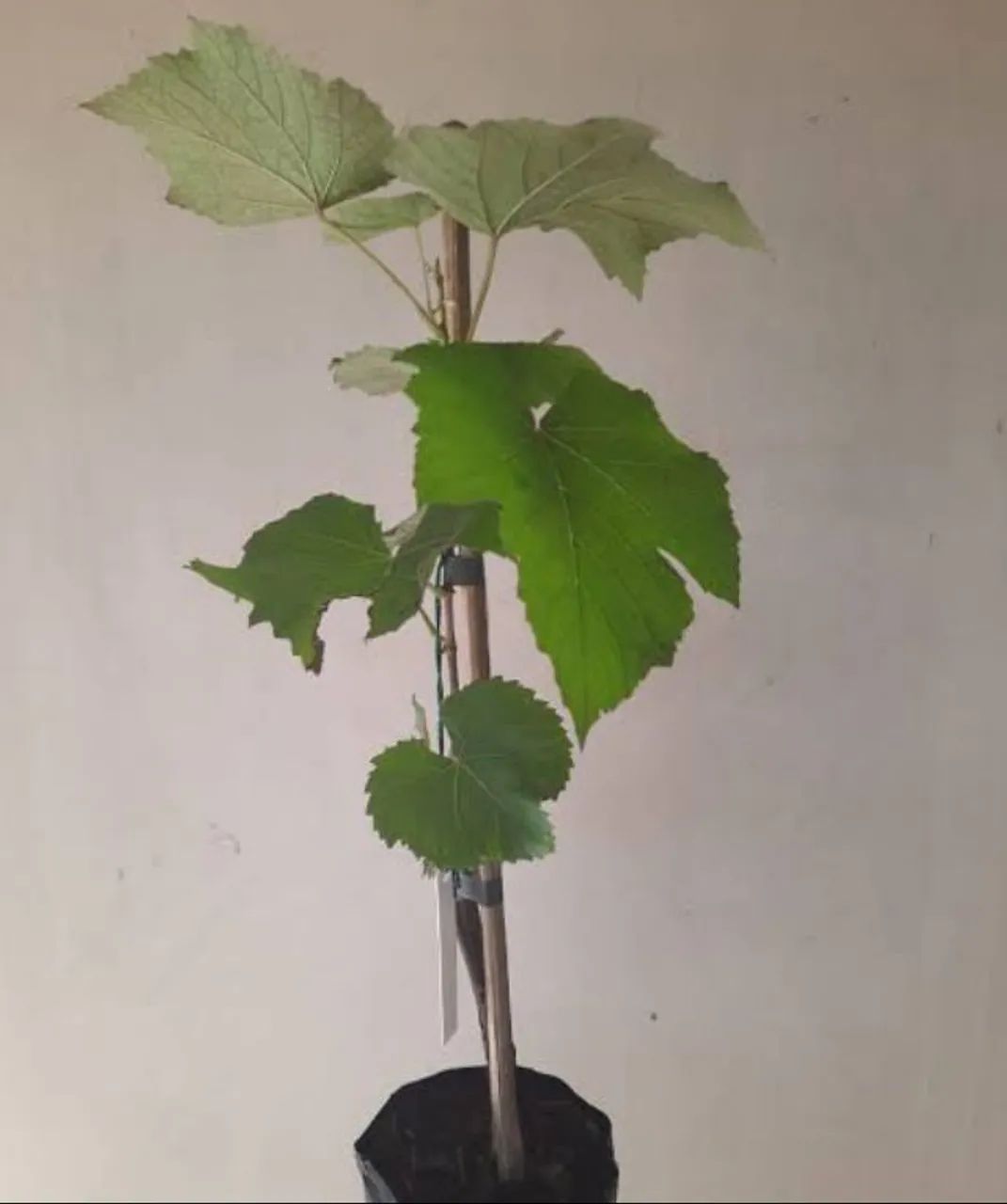 Muda de uvas  - Foto 2