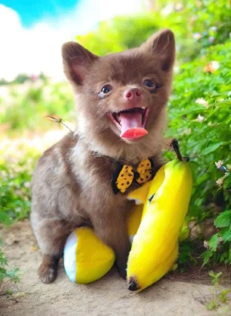 Sptiz Alemão chocolate /Lulu da Pomerânia  - Foto 3