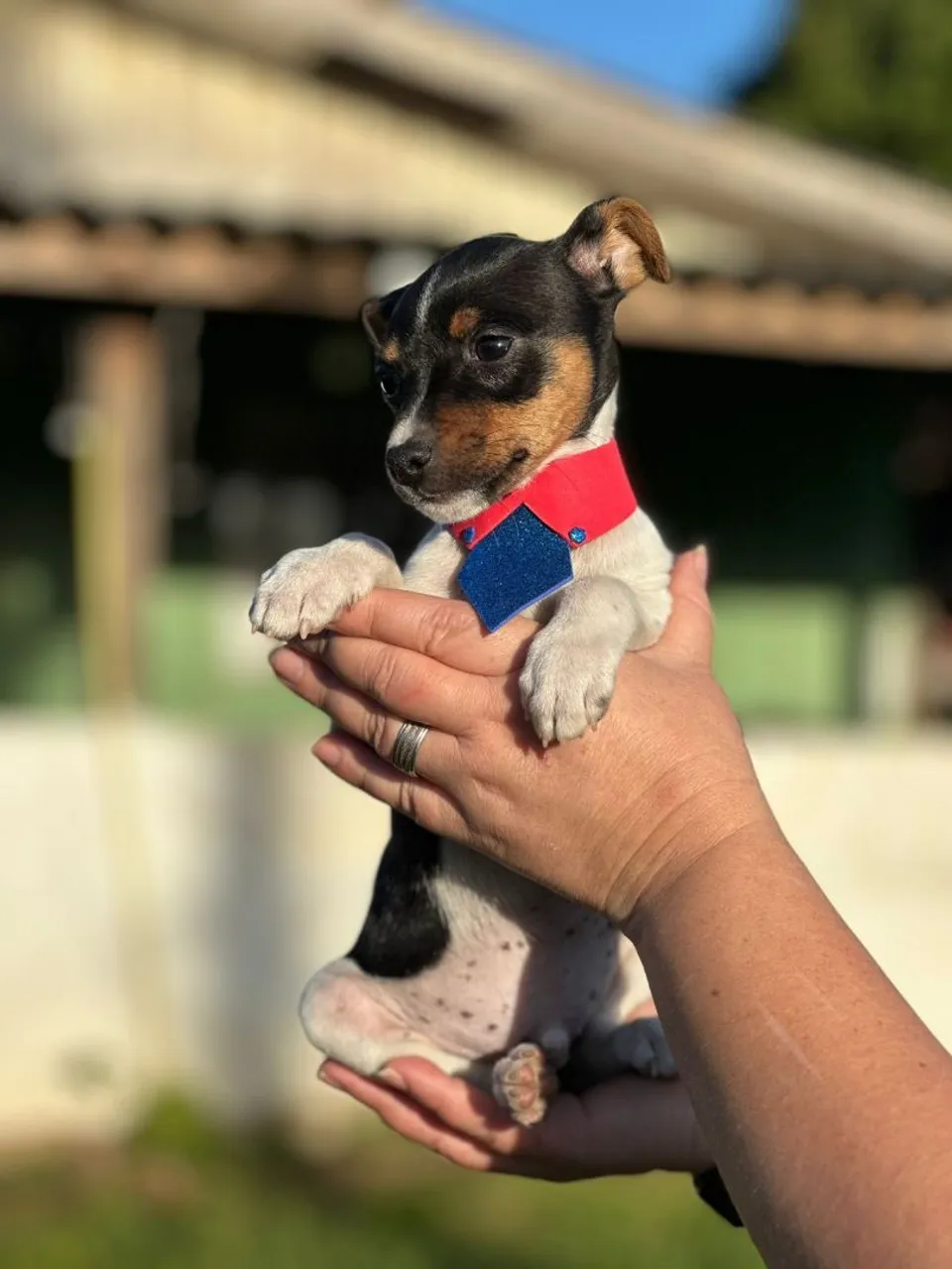 Lindo machinho de foz paulistinha