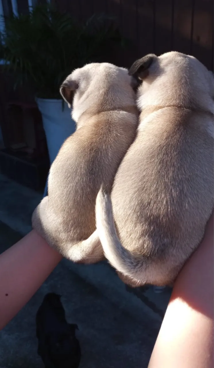 Filhotes de Pug