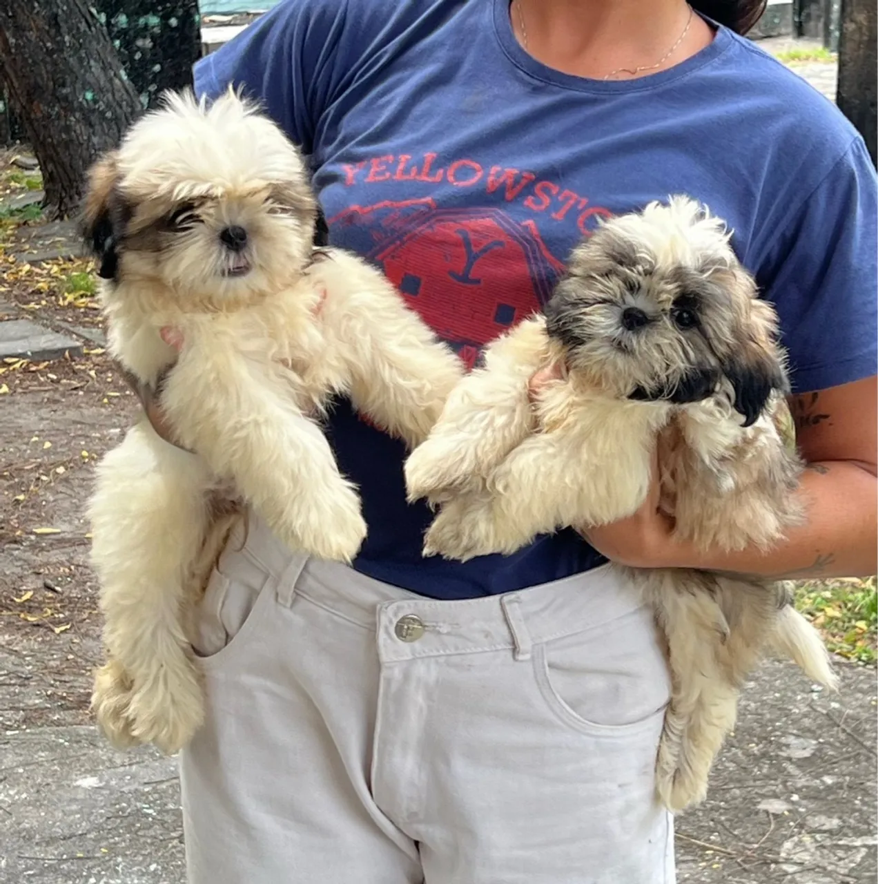 Filhotes de Shih Tzu