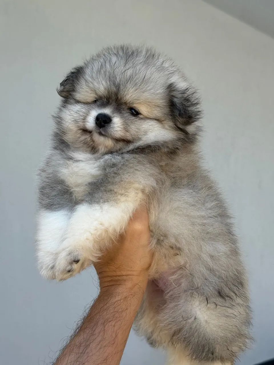Filhotes Spitz Alemão - Uma fofura irresistível! - Foto 4