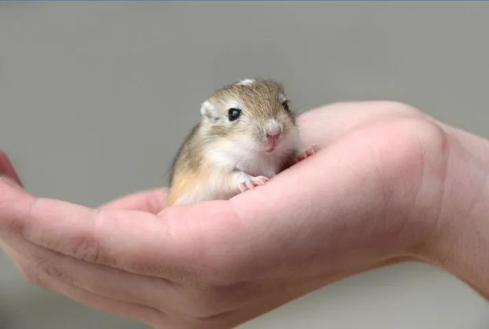 Gerbil (Esquilo da Mongólia)