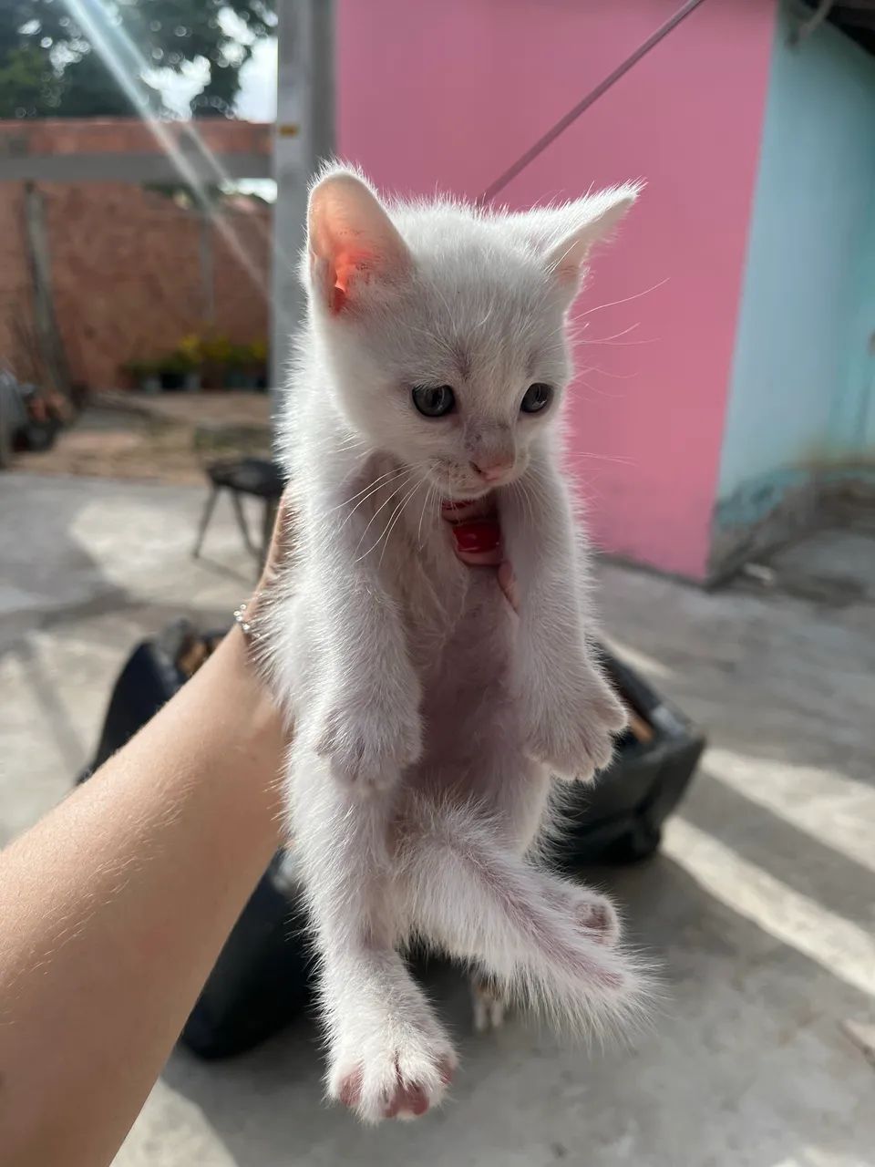 Adoção de gatos  - Foto 2