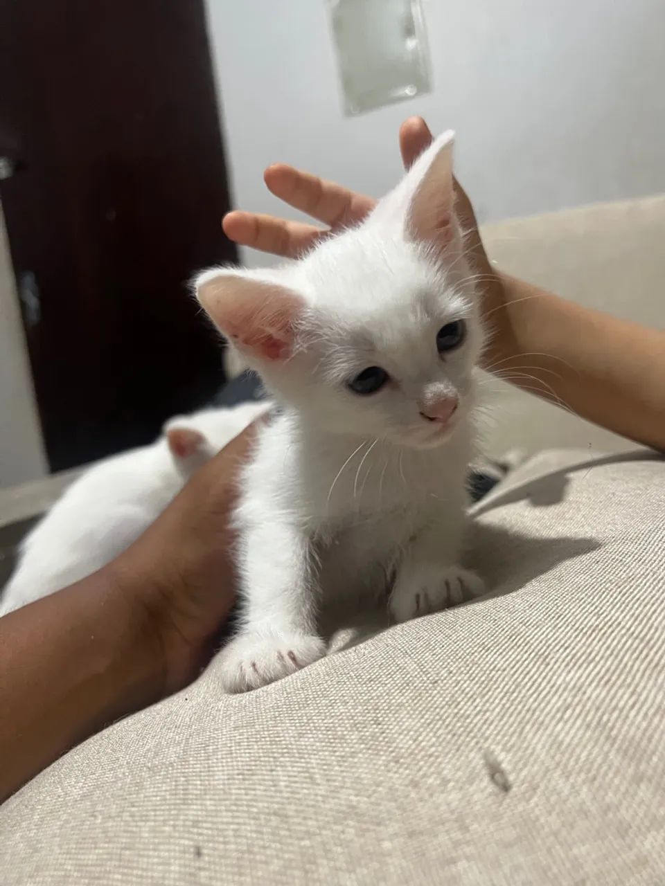 Doação de filhotinhos de gato 