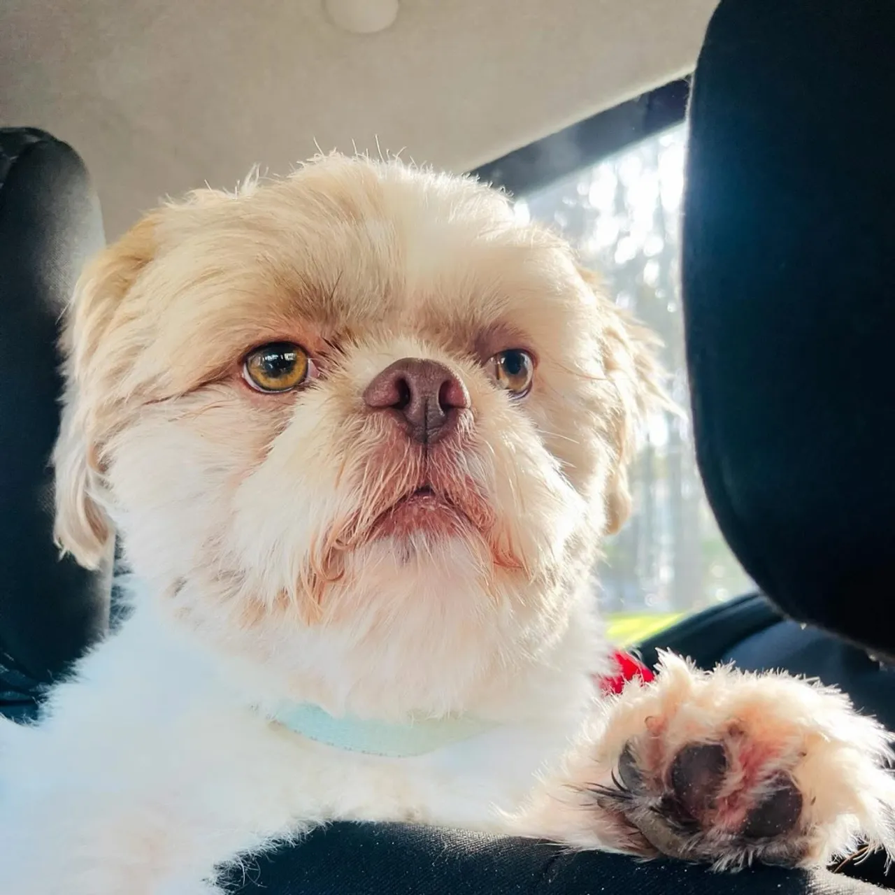 Procuro namorada Shih tzu