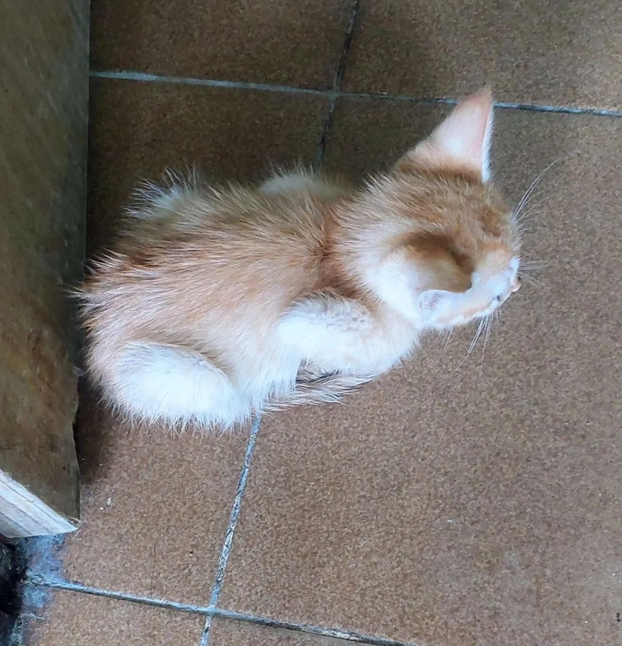 ADOTE UM GATINHO - Foto 3