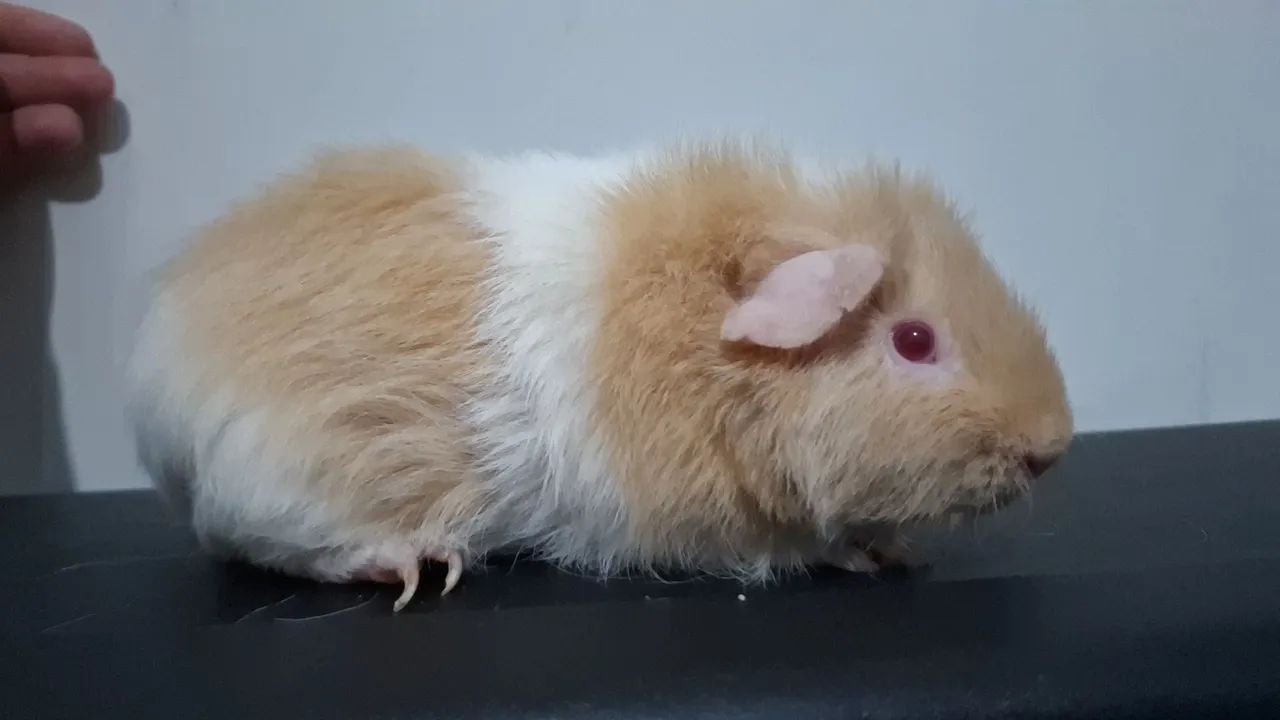 Porquinho da india teddy  - Foto 3