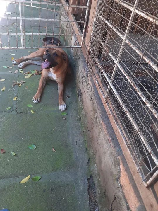 Filhotona de boxer com 1ano e 2 meses - Foto 6