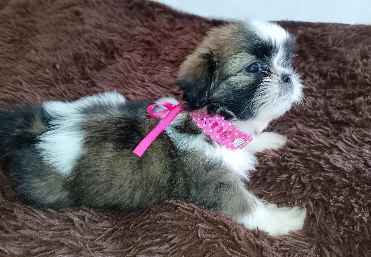 Feminha shih Tzu 