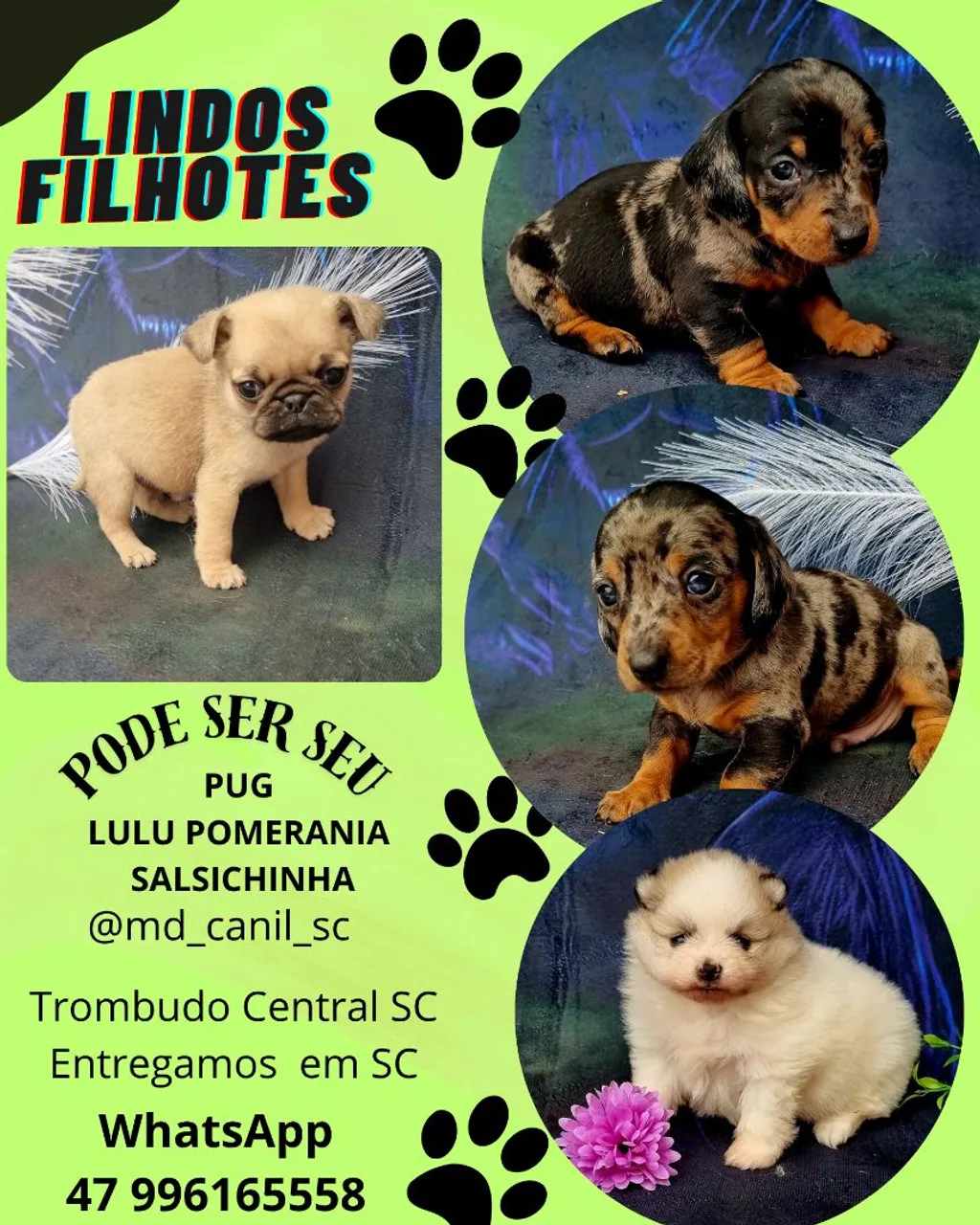 Filhotes Lindos Pug, Lulu da Pomerânia e Salsichinha