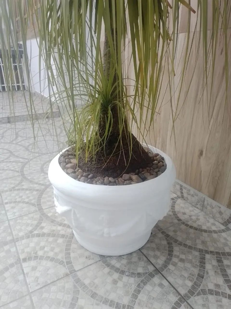 Planta Pata de elefante  - Foto 4