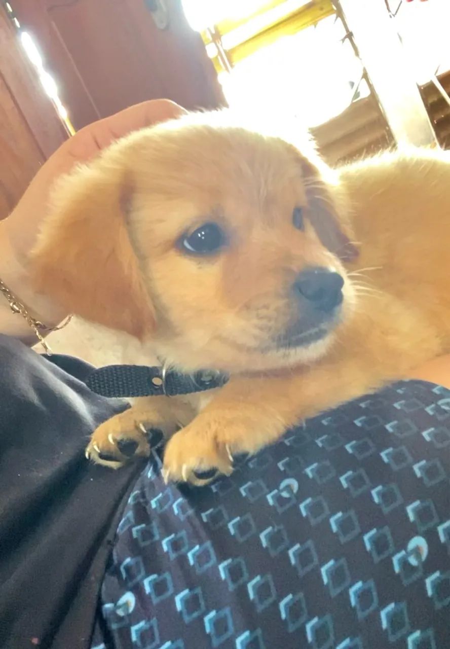 Filhote Golden Retriever