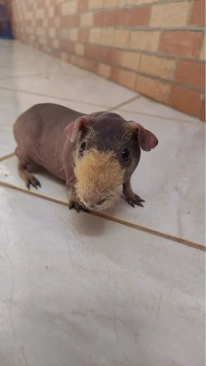 Porquinho da índia Skinny - Foto 2