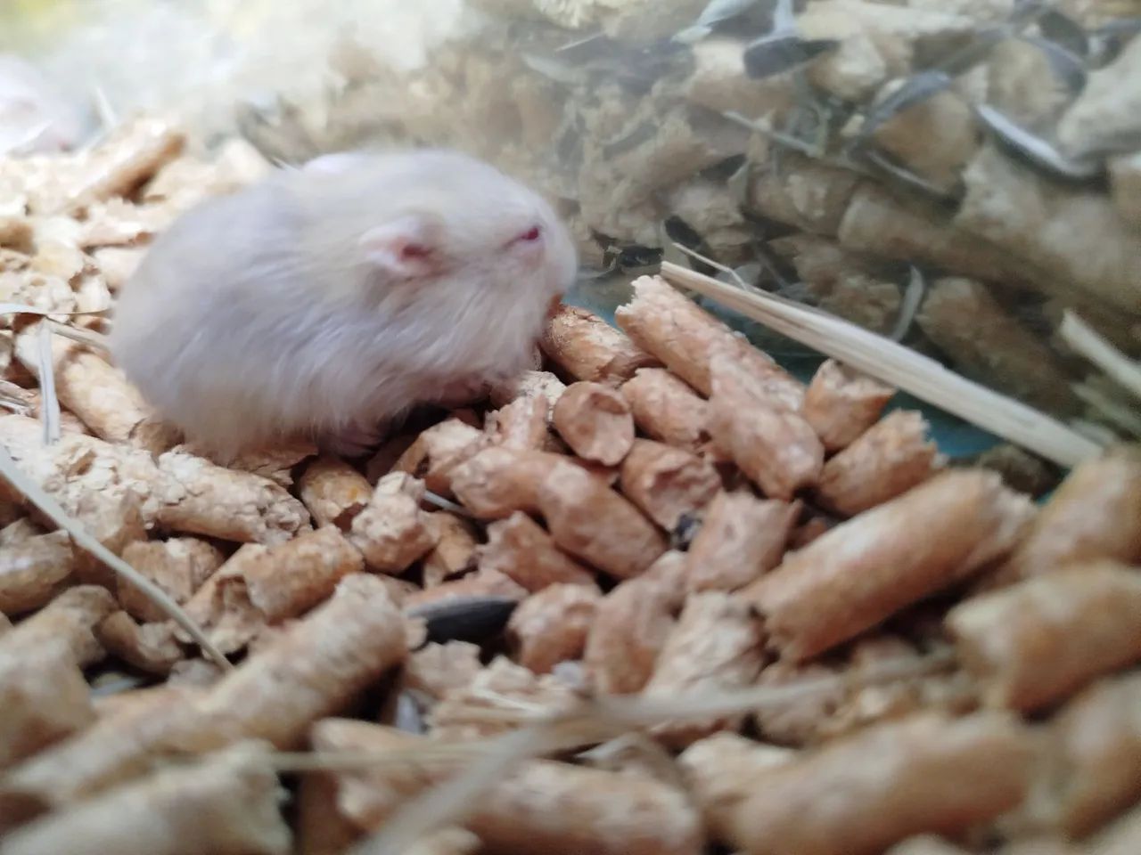 Hamster - Foto 6