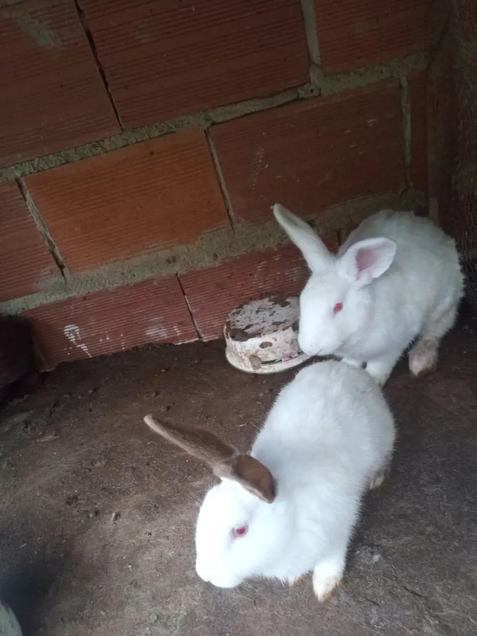 Coelhos brancos fofinhos