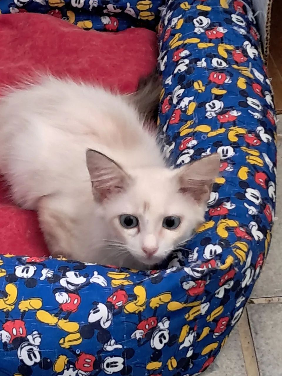 Gatinho para adoção  - Foto 2