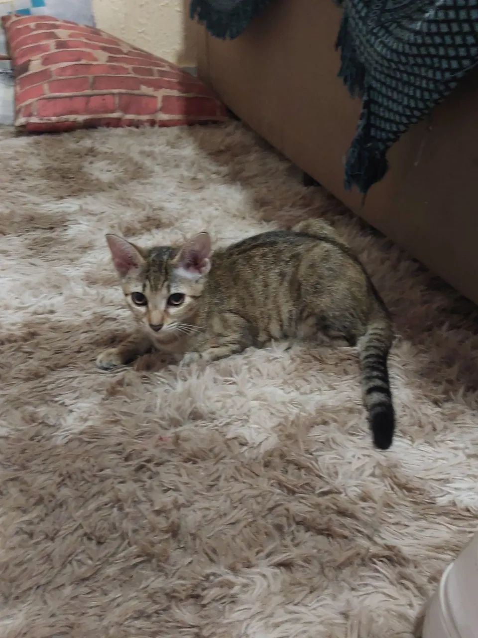 Gatinha super dócil para adoção