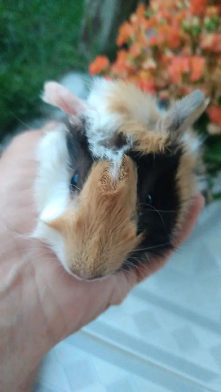 Vendo filhotes de porquinhos da índia  - Foto 6