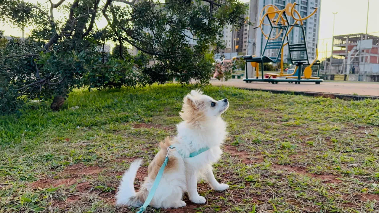 Lulu da pomerania