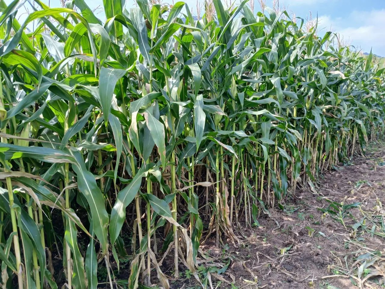 Silagem de 100% Milho  - Foto 5