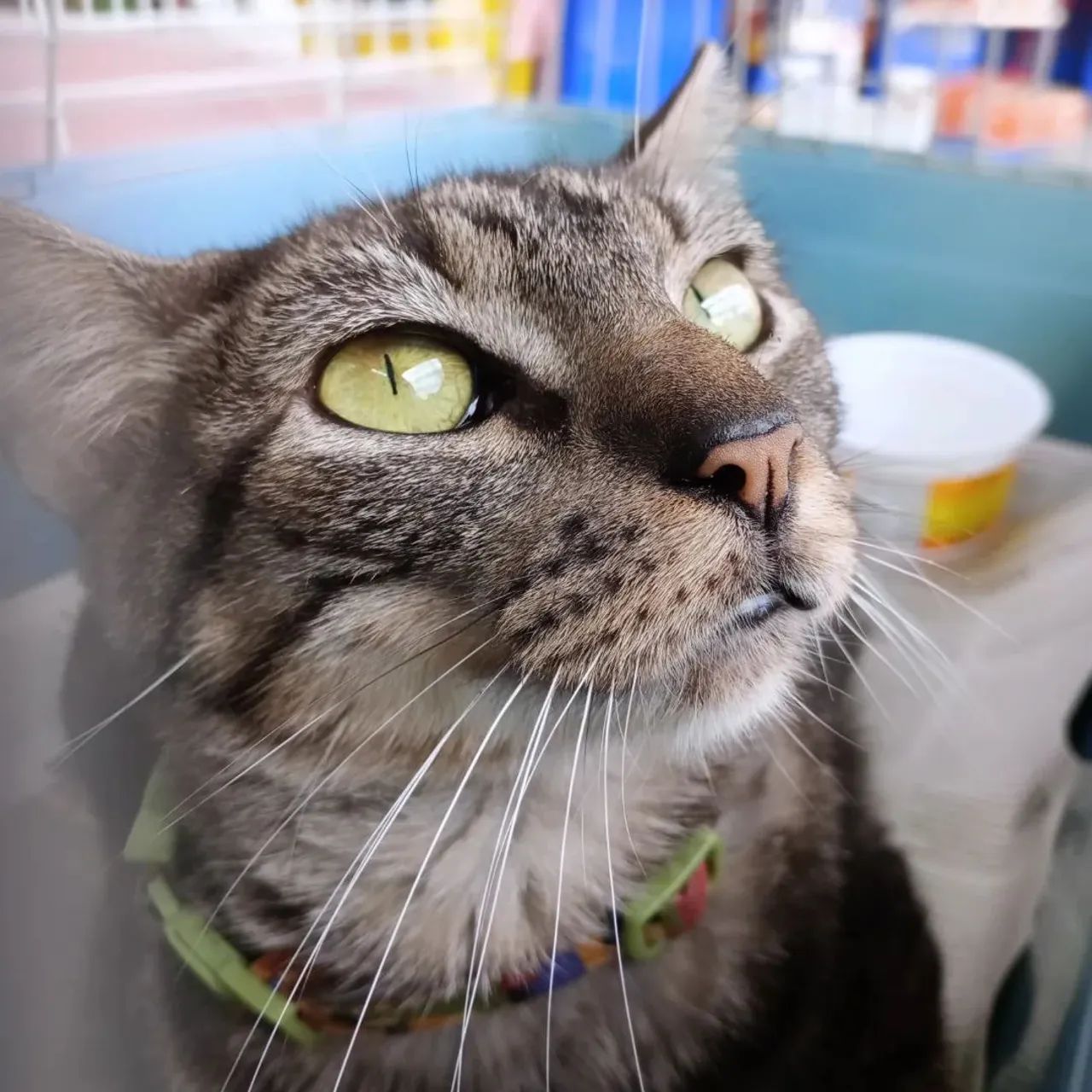 Gata CASTRADA, VACINADA e NEGATIVO para FIV e FELV para adoção responsável  - Foto 2