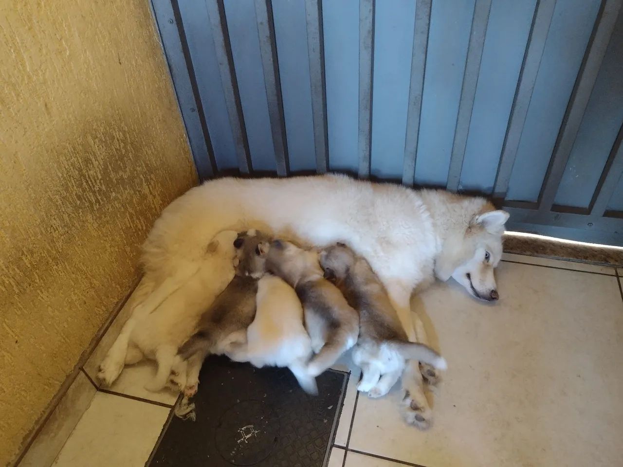 Filhotes de Husky Siberiano - Foto 4