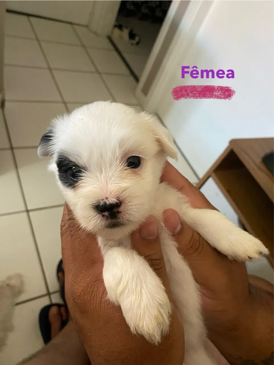 Vendo Filhotes de Shih Tzu com Lhasa Apso