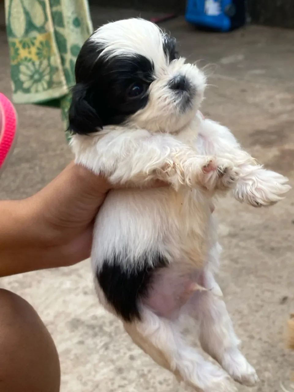 Vendo cachorro da raça shih tzu