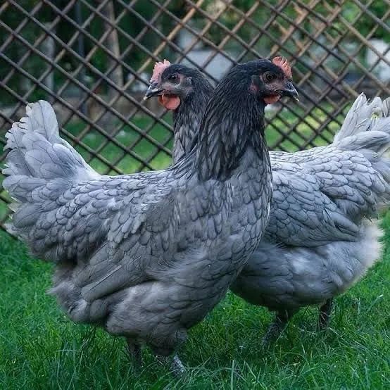 Pintos Gris Cendre - Foto 3