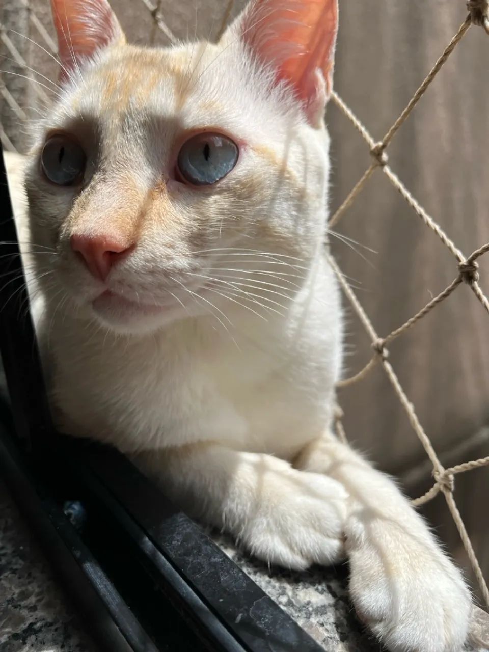 Gatinho branco de olhos azuis