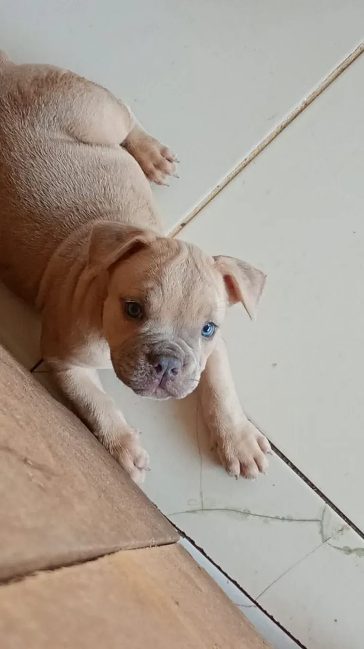 Filhote de americanbully epoket olhos azuis