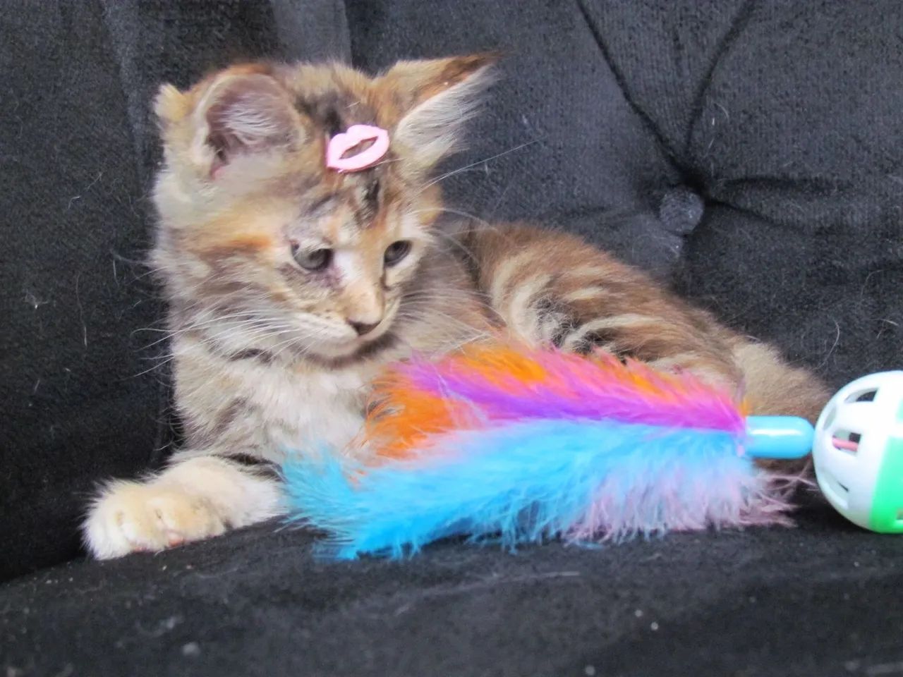 Filhote de Maine Coon disponível - Qualidade, saúde e beleza garantidas! - Foto 2