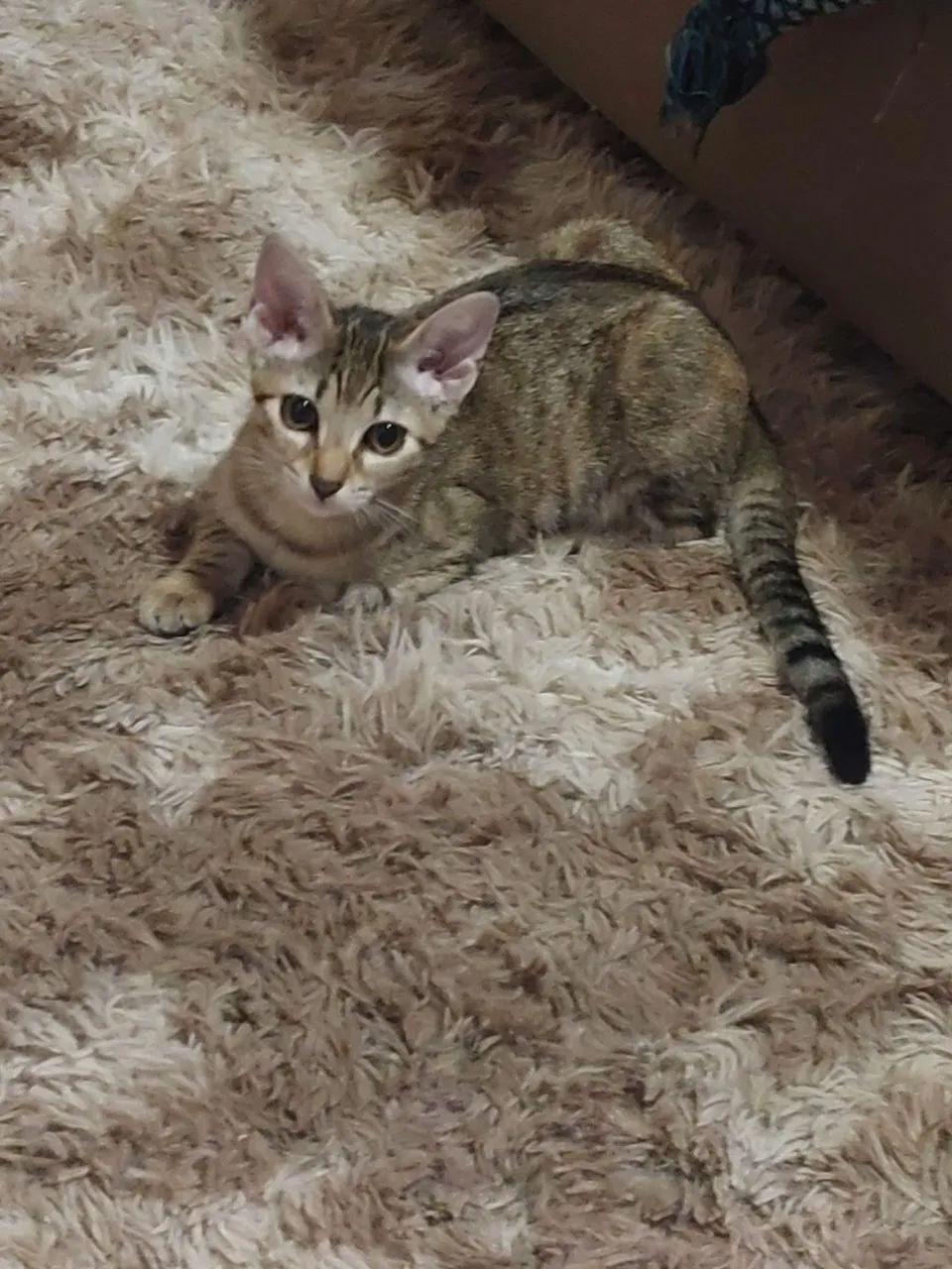 Gatinha super dócil para adoção - Foto 2